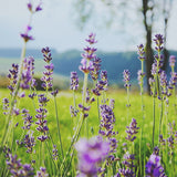 Field of lavender