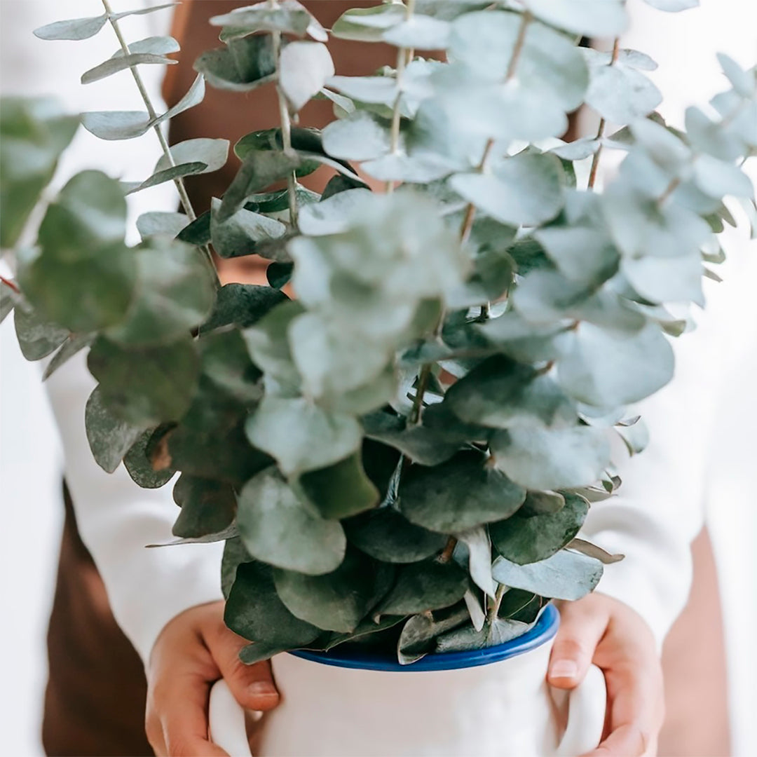 Eucalyptus Plants