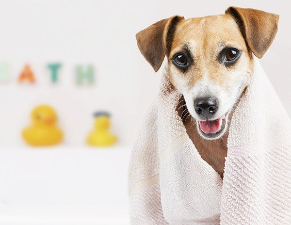 Give Your Dog a Relaxing Spa Treatment